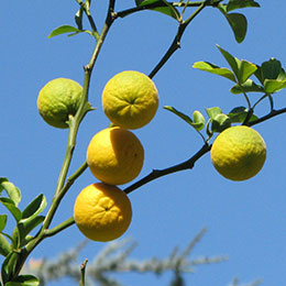 Trifoliate orange